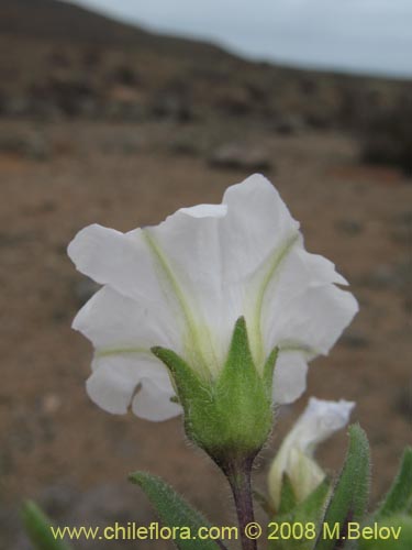 Bild von Nolana baccata (). Klicken Sie, um den Ausschnitt zu vergrössern.