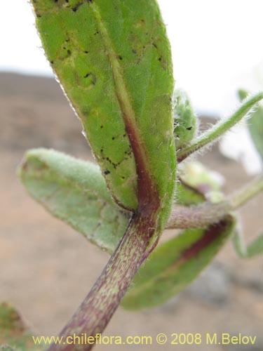 Bild von Nolana baccata (). Klicken Sie, um den Ausschnitt zu vergrössern.