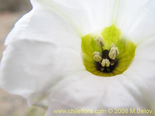 Bild von Nolana baccata (). Klicken Sie, um den Ausschnitt zu vergrössern.