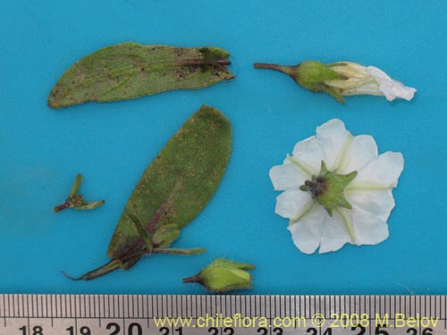 Bild von Nolana baccata (). Klicken Sie, um den Ausschnitt zu vergrössern.