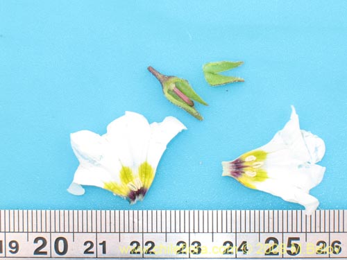 Bild von Nolana baccata (). Klicken Sie, um den Ausschnitt zu vergrössern.