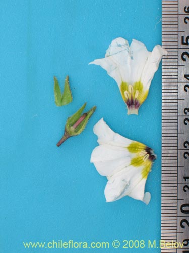 Bild von Nolana baccata (). Klicken Sie, um den Ausschnitt zu vergrössern.