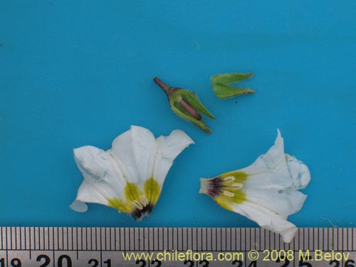 Bild von Nolana baccata (). Klicken Sie, um den Ausschnitt zu vergrössern.