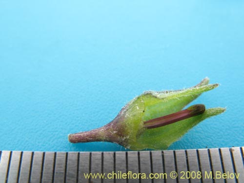 Bild von Nolana baccata (). Klicken Sie, um den Ausschnitt zu vergrössern.