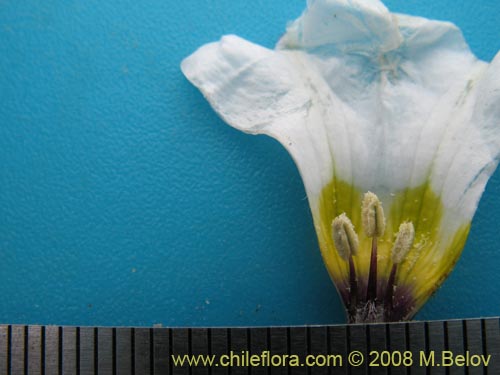 Bild von Nolana baccata (). Klicken Sie, um den Ausschnitt zu vergrössern.