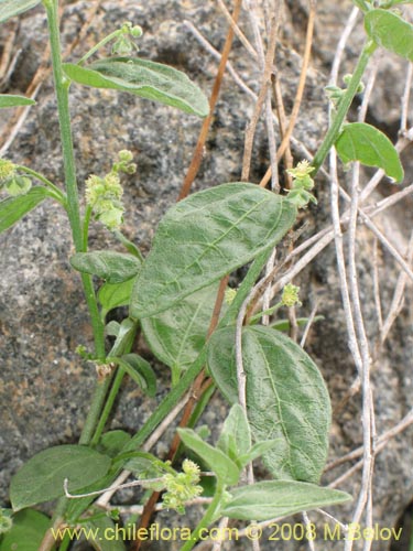 Image of Argythamnia berteroana (Ventosilla). Click to enlarge parts of image.
