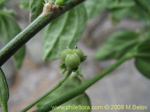 Bild von Argythamnia berteroana (Ventosilla). Klicken Sie, um den Ausschnitt zu vergrössern.