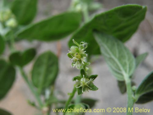 Bild von Argythamnia berteroana (Ventosilla). Klicken Sie, um den Ausschnitt zu vergrössern.