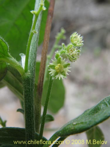 Фотография Argythamnia berteroana (Ventosilla). Щелкните, чтобы увеличить вырез.