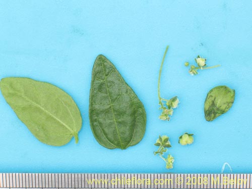 Bild von Argythamnia berteroana (Ventosilla). Klicken Sie, um den Ausschnitt zu vergrössern.