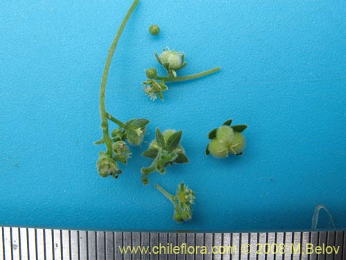 Bild von Argythamnia berteroana (Ventosilla). Klicken Sie, um den Ausschnitt zu vergrössern.