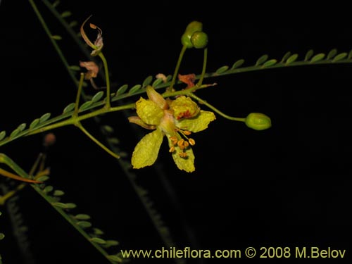 Image of Parkinsonia aculeata (Cina-cina / Parquinsonia / Espina de Jerusalem / Palo verde). Click to enlarge parts of image.