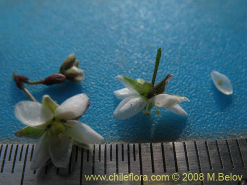 Imágen de Spergularia sp. #2004 (). Haga un clic para aumentar parte de imágen.