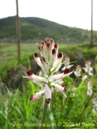 Fumaria capreolata의 사진