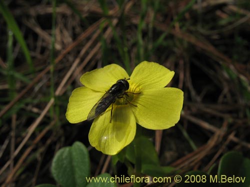 Oxalis carnosa var. carnosa의 사진