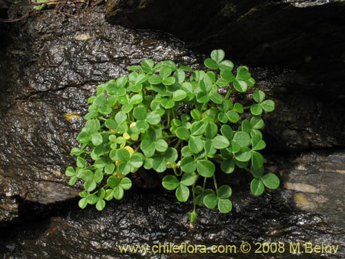 Oxalis carnosa var. carnosa의 사진