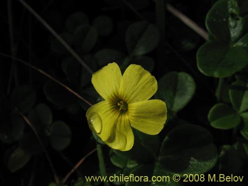 Oxalis carnosa var. carnosa의 사진