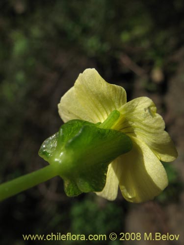 Oxalis carnosa var. carnosa의 사진