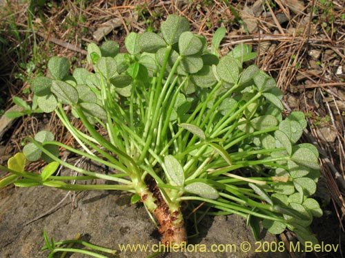 Oxalis carnosa var. carnosa의 사진