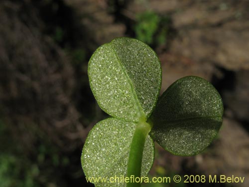 Oxalis carnosa var. carnosa의 사진