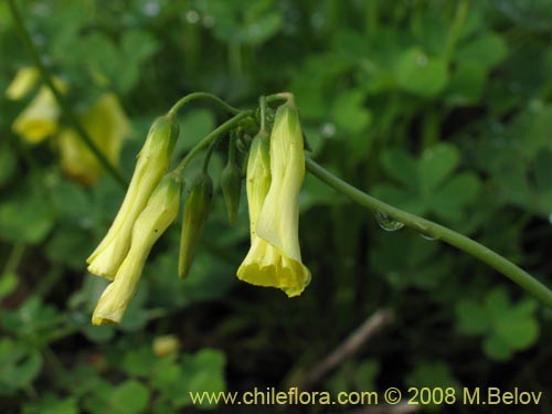 Image of Oxalis pes-caprae (). Click to enlarge parts of image.