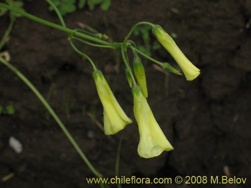 Image of Oxalis pes-caprae (). Click to enlarge parts of image.