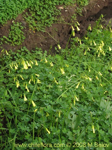 Image of Oxalis pes-caprae (). Click to enlarge parts of image.