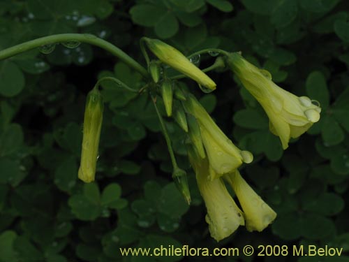 Image of Oxalis pes-caprae (). Click to enlarge parts of image.