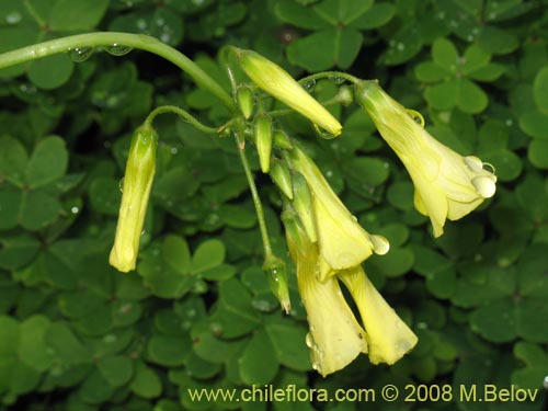 Image of Oxalis pes-caprae (). Click to enlarge parts of image.