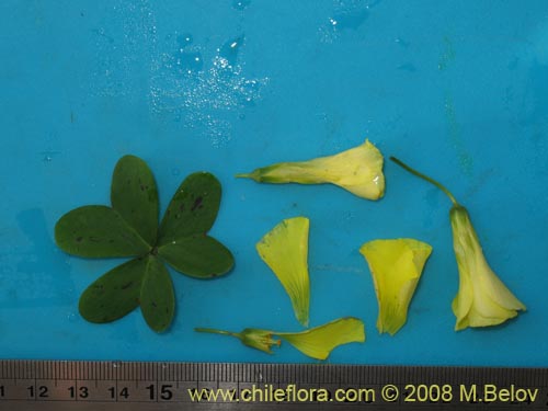 Image of Oxalis pes-caprae (). Click to enlarge parts of image.