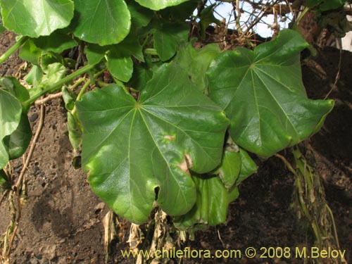 Image of Malva sp. #3071 (). Click to enlarge parts of image.