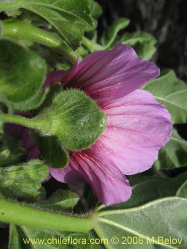 Image of Malva sp. #3071 (). Click to enlarge parts of image.