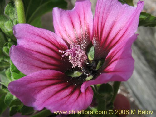 Image of Malva sp. #3071 (). Click to enlarge parts of image.