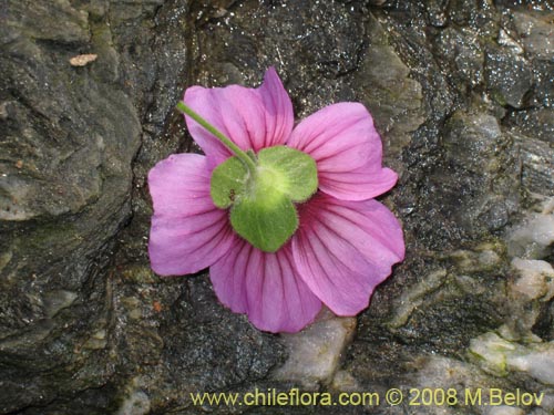Image of Malva sp. #3071 (). Click to enlarge parts of image.