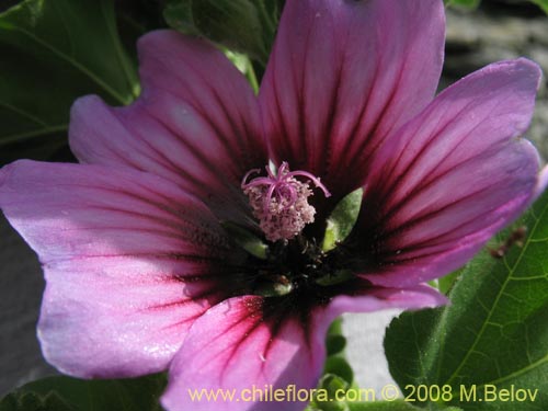 Image of Malva sp. #3071 (). Click to enlarge parts of image.