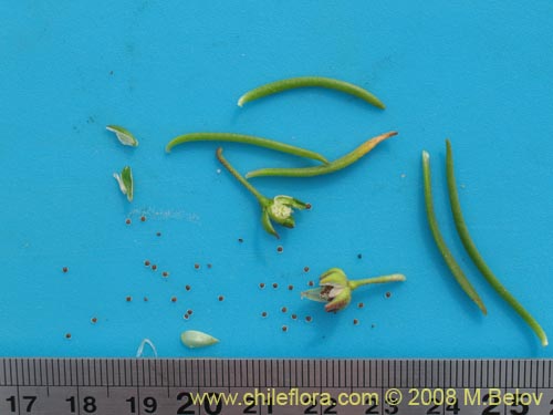 Image of Spergularia sp. #1062 (). Click to enlarge parts of image.