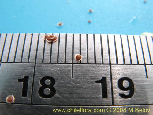 Image of Spergularia sp. #1062 (). Click to enlarge parts of image.