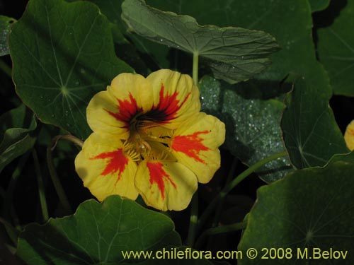 Imágen de Tropaeolum majus (). Haga un clic para aumentar parte de imágen.