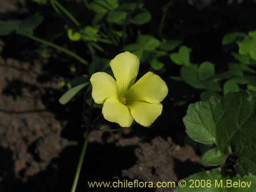 Image of Oxalis pes-caprae (). Click to enlarge parts of image.