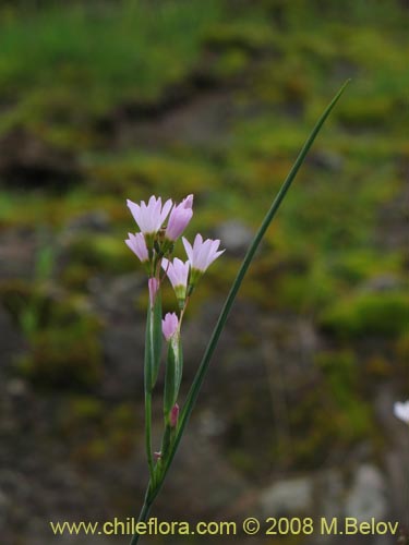 Bild von Sisyrinchium junceum ssp. Depauperatum (). Klicken Sie, um den Ausschnitt zu vergrössern.