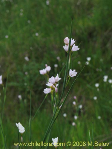 Bild von Sisyrinchium junceum ssp. Depauperatum (). Klicken Sie, um den Ausschnitt zu vergrössern.