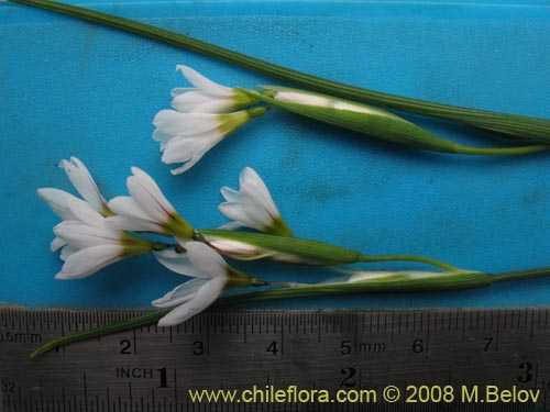 Bild von Sisyrinchium junceum ssp. Depauperatum (). Klicken Sie, um den Ausschnitt zu vergrössern.