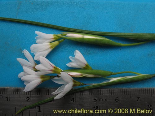 Bild von Sisyrinchium junceum ssp. Depauperatum (). Klicken Sie, um den Ausschnitt zu vergrössern.