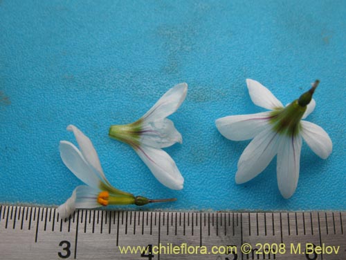 Bild von Sisyrinchium junceum ssp. Depauperatum (). Klicken Sie, um den Ausschnitt zu vergrössern.