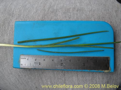 Bild von Sisyrinchium junceum ssp. Depauperatum (). Klicken Sie, um den Ausschnitt zu vergrössern.