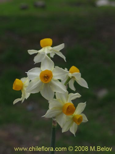 Bild von Narcissus tazeta (Junco / narciso). Klicken Sie, um den Ausschnitt zu vergrössern.