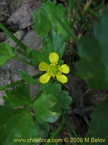 Imágen de Ranunculus muricatus (Botón de oro / Ensalada de ranas / Pata de gallo). Haga un clic para aumentar parte de imágen.
