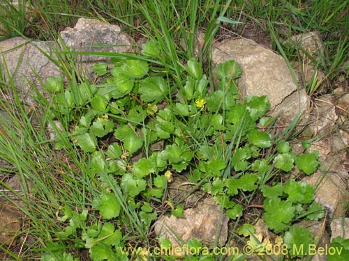 Imágen de Ranunculus muricatus (Botón de oro / Ensalada de ranas / Pata de gallo). Haga un clic para aumentar parte de imágen.
