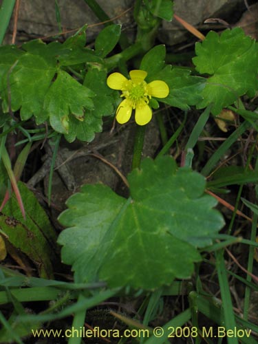 Imágen de Ranunculus muricatus (Botón de oro / Ensalada de ranas / Pata de gallo). Haga un clic para aumentar parte de imágen.
