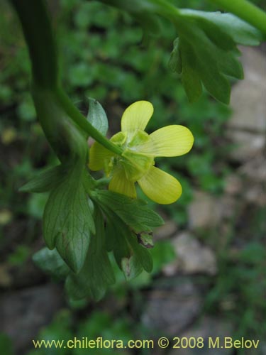 Imágen de Ranunculus muricatus (Botón de oro / Ensalada de ranas / Pata de gallo). Haga un clic para aumentar parte de imágen.